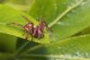Philodromus sp.